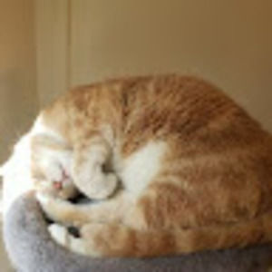 Meet your Posher, Seraph